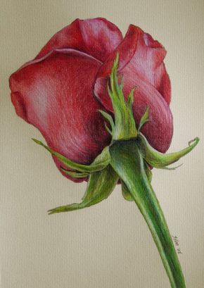 Sketch your imagination. Color Pencil Sketch, Single Red Rose, Desen Realist, Drawing Eyes, Colored Pencil Artwork, Rose Drawing, Plant Drawing, Colored Pencil Drawing, Lukisan Cat Air