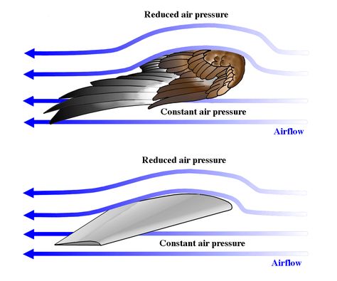 How Do Birds Fly, Jet Turbine, Aircraft Wing, Aviation Education, Fluid Mechanics, Aircraft Maintenance, Engineering Science, Fluid Dynamics, Drone Design