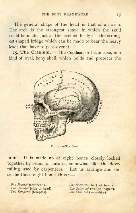 Vintage Halloween Skull Clip Art Vintage Halloween Printables, Skull Anatomy, Halloween Clip Art, Medical Posters, The Graphics Fairy, Halloween Templates, Halloween Clips, Halloween Graphics, Graphics Fairy