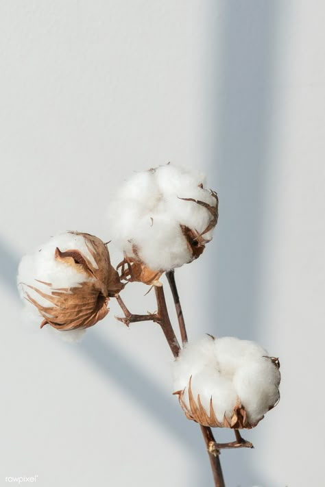 Cotton flower branch with a window shade | premium image by rawpixel.com / Teddy Rawpixel Baby Breath Flower, Dried Gypsophila, Window Shadow, Beige Wall, Baby Breath, Cotton Flower, Flower Branch, Dried Flower, Wall