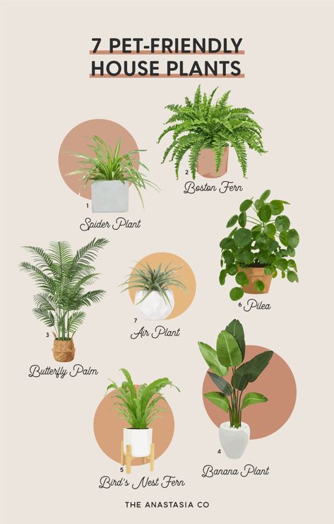 7 Pet-Friendly House Plants - The Anastasia Co No Sun House Plants, Fun House Plants, Dog Friendly House Plants, Pet Safe House Plants, Beginner Friendly Plants, Dog Safe House Plants, Non Toxic House Plants, Flowers In House, House Plants Beginner