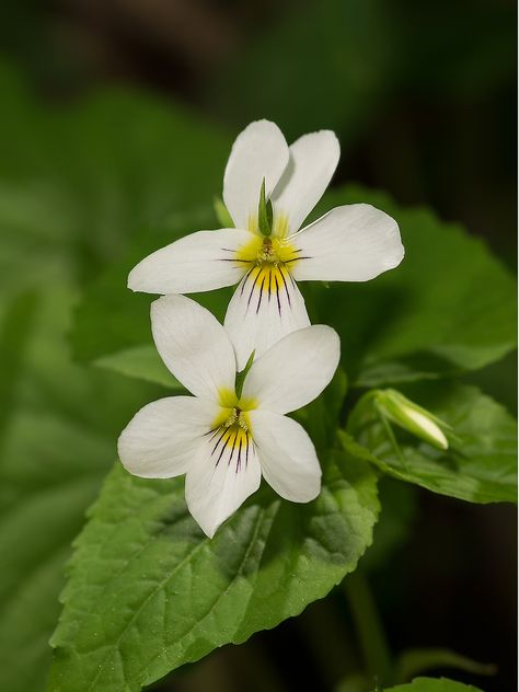 Canadian White Violet (Viola canadensis) White Violet, Bird Sanctuary, Polk County, Sweet Violets, Moon Garden, Gate House, Airbrush Art, Woodland Garden, Garden Club