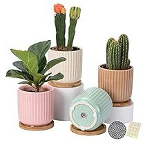 Small Planters, Plants Cactus, Snake Plants, Ceramic Planter Pots, Pink Plant, Indoor Flowers, Ceramic Flower Pots, Ceramic Plant Pots, Easy Plants