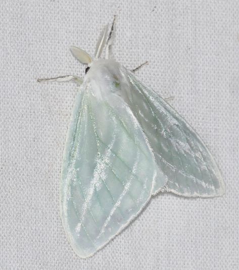 Lymantriid Moth (Caviria vinasia) | PK48, D6 Route de Kaw, R… | Flickr Moth Fursuit, Pretty Moths, Moth Species, Cute Moth, Cool Insects, Moth Wings, Cool Bugs, Beautiful Bugs, Arthropods