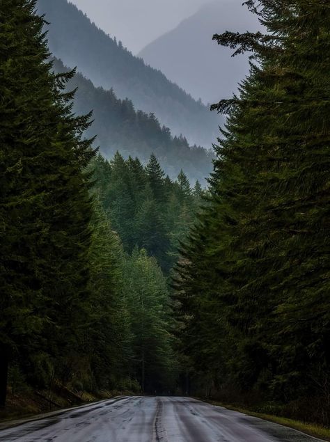 Olympic Peninsula Glowworm Caves, Dark Forest Aesthetic, Olympic Peninsula, Pretty Landscapes, The Mist, The Pacific Northwest, The Hills, Travel Light, Nature Aesthetic