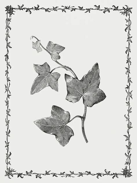 Ivy Leaf Drawing, Ivy Botanical Illustration, Ivy Illustration, Vine Illustration, Ivy Tattoo, Nouveau Illustration, Art Nouveau Illustration, Ivy Vine, Free Illustration Images