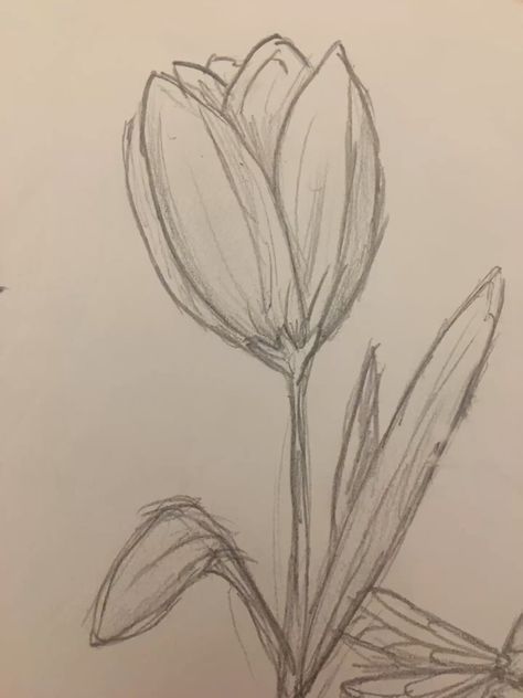 Flowers Tulips Drawing, Tulips Drawing Sketch, Aesthetic Drawings Simple, Sketch Ideas Flowers, Flower Drawing Tulip, Tulip Drawings, Draw Tulip, Tulip Sketch, Cool Art Ideas