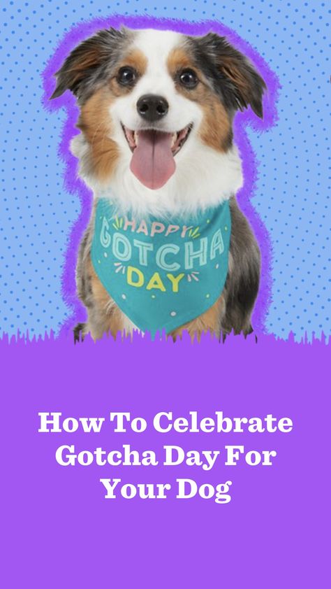 Dog Gotcha Day, Gotcha Day Dog, Gotcha Day, Dog Parents, Pet Accessories, I Love Dogs, Fur Babies, Celebrities, Dogs