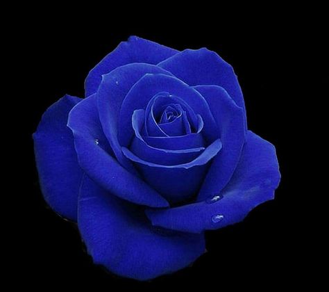 A blue rose is for the fallen police officer Rose Black Background, Rose Field, Beautiful Heart Images, Care Bear Tattoos, Rose Reference, Blue Roses Wallpaper, Beautiful Butterflies Art, Rose Violette, Rose Fragrance