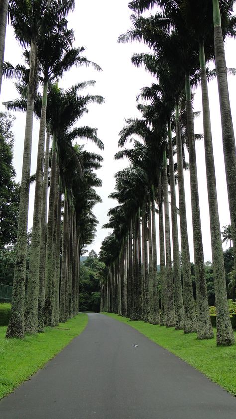 Peradeniya botanical garden is a very popular attraction in Kandy-Sri Lanka.The many highlights include a fine collection of orchids and a stately avenue of royal palms.Royal Botanical Garden, Peradeniya is about 5.5 km to the west from the city of Kandy in the Central Province of Sri Lanka. It attracts 2 million visitors annually.Read more about the garden http://travelme-srilanka.blogspot.com/2016/02/Best-places-to-visit-in-Sri-Lanka-Part-8.html Kandy City Sri Lanka, Peradeniya Botanical Garden, Kandy Sri Lanka, Royal Botanic Gardens, Sri Lanka Travel, Countries To Visit, Botanic Gardens, Diwali Decorations, Hill Country