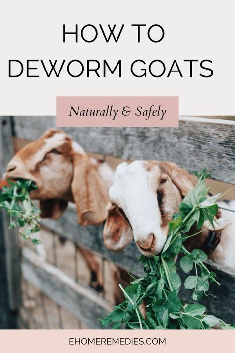 How to Deworm Goats Naturally and Safely. Deworming goats is one of the most important parts of goat care. Learn what dewormers are available, how they work, and how to deworm goats naturally and safely. How To Take Care Of Goats, Owning Goats For Beginners, Natural Dewormer For Goats, Natural Goat Dewormer Recipe, Goat Hoof Trimming Stand, Herbs For Goats, What To Feed Goats, Dairy Goats For Beginners, Taking Care Of Goats