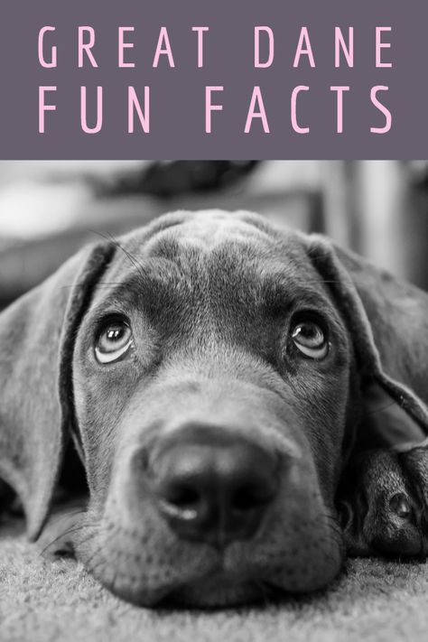 Interested in learning more about Great Danes? This article covers 21 different facts that many people aren't aware of when first learning about the breed. #greatdane Grate Danes, Jasmine Skye, Great Dane Facts, Merle Great Danes, Great Dane Funny, Black Great Danes, Blue Great Danes, Harlequin Great Danes, Tallest Dog