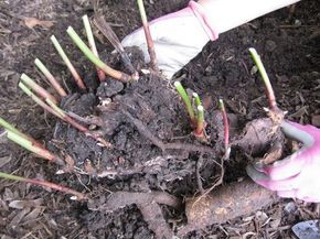 Peonies. CMs A Cut Above Blog: Divide and Conquer - 5 Easy steps to dividing and transplanting peonies. Remember to do this in the fall. Transplanting Peonies, Peony Bulbs, Divide And Conquer, Peony Bush, Growing Peonies, Fall Vegetables, Fall Garden Vegetables, Garden Shrubs, Garden Help