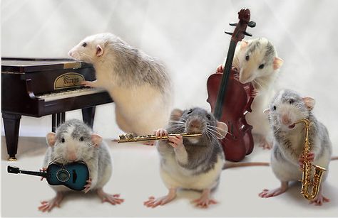 Jam with friends | 11 Things Rats Get Up To On Their DayOff Rat Band, Fancy Rat, Mouse Pictures, Funny Mouse, Cute Rats, Pet Dress, Pet Rats, Cute Mouse, Hamsters