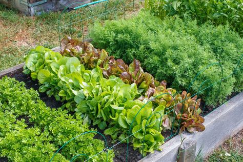 Biodynamic Gardening, Garden Layout Vegetable, Small Vegetable Gardens, Succession Planting, Short Plants, Starting A Vegetable Garden, Victory Garden, Survival Gardening, Market Garden