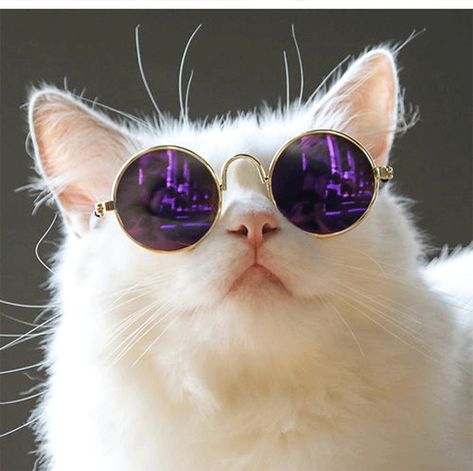 Cat With Glasses, Colorful Hairstyles, Dog Sunglasses, Cat Glasses, Cool Glasses, Eye Wear, Pet Cat, Pet Products, Eye Glasses