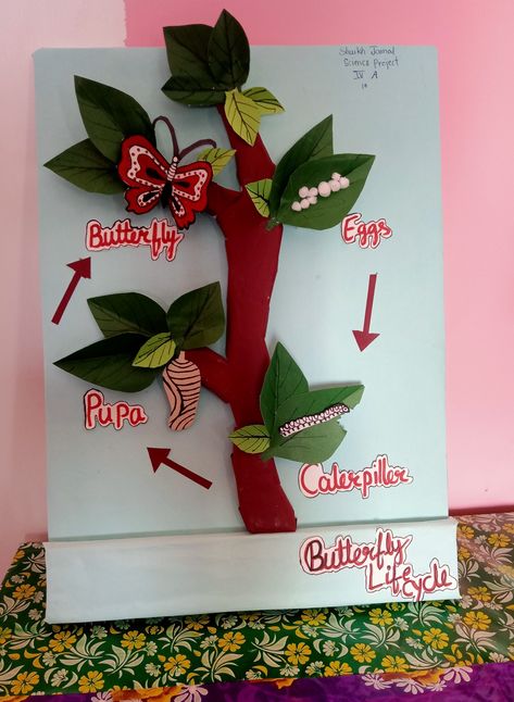 Stages Of Butterfly, Life Cycle Project, Butterfly Pupa, How To Make Butterfly, Butterfly Project, Butterfly Life Cycle, Science Project, Life Cycle, Science Projects