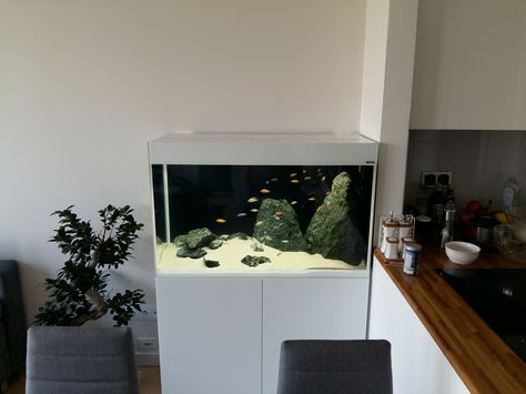 Terrarium Tank, Aqua Tank, Small Fish Tanks, Cichlid Aquarium, Baby Fish, Cozy Apartment, Aquarium Fish, Fish Tank, Terrarium