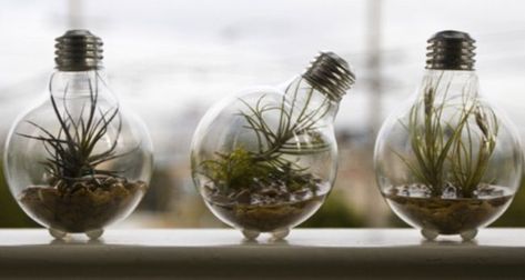 5 Light #bulb DIY Projects. add clear rubber bumpers to the bottom to stabilize. Light Bulb Terrarium, Recycled Light Bulbs, Terrariums Diy, Diy Light Bulb, Bulbous Plants, Mini Terrarium, Deco Nature, Old Lights, Indoor Gardens