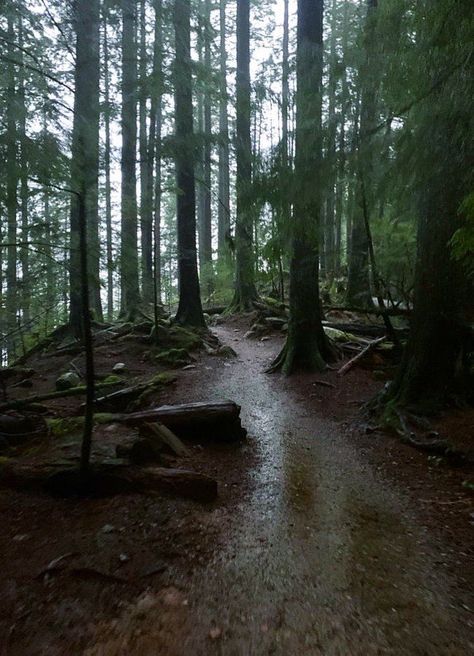 Rainy Pacific Northwest, Rainy Vancouver Aesthetic, Rain Woods Aesthetic, January Core, Rain In The Woods, Pnw Gothic, Hazel Aesthetic, Sierra Core, Rain In The Forest