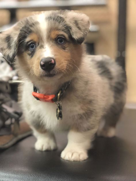 Pembroke Welsh Corgi and Australian Shepherd mix  #corgi #aussie #australianshepherdfacts Corgi Aussie Mix, Corgi Mix Puppies, Corgi Husky Mix, Australian Shepherd Red Tri, Australian Shepherd Mix, Welsh Corgi Puppies, Aussie Puppies, Adorable Pictures, Corgi Mix