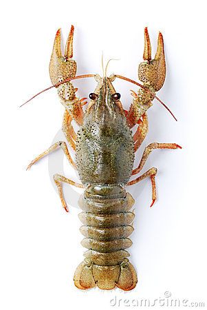 Crayfish FYI: inherits traits from its parents such as the number of legs it has (image from Anna Sedneva/Dreamstime.com) Other things to know: they live in water, hide under rocks or plants, and come out to look for food. They eat plants and animals. {5th Grade Science} {FOSS Curriculum) Lobster Claw Plant, Freshwater Lobster, Lobster Tail Recipe, Sea Life Wallpaper, Sea Life Painting, Lure Making, Animal Art Prints, Crustaceans, Animal Sketches