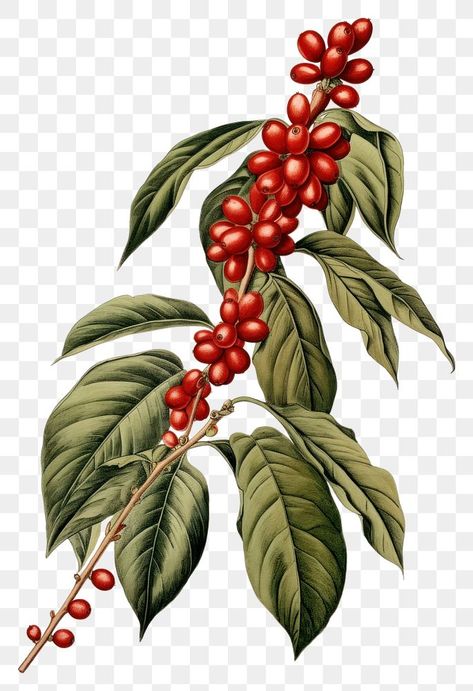 Coffee Cherry Drawing, Coffee Plants Illustrations, Coffee Cherry Illustration, Coffee Plant Drawing, Coffee Tree Illustration, Coffee Plant Illustration, Coffee Bean Tree, Wedding Presentation, Cherry Images