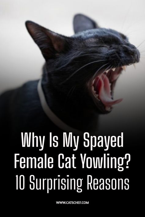 “What’s the problem with female cats that are in heat – why do they produce tortured ghost sounds when they’re searching for males to mate with? And why is my spayed female cat yowling?” We often get these questions from cat owners whose purrincesses start acting up. #catschef #cat #cats #kitten #kittens #catlover #catlovers #catlife #catoftheday #meow #pets #cute #love #animals #animallovers #kitty #kittycat #persiancat #mainecoon #ragdollcat #siberiancat #bengalcat #siamesecat Cat Yowling, Cat Problems, Cat Pee, Animal Shaming, Siberian Cat, Senior Cat, Cat Spray, Cat Behavior, Ragdoll Cat