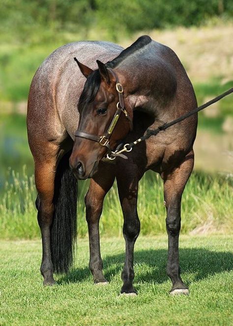 2011 AQHA Bay Roan Mare by Jerry Lees Surprise Bay Roan Horse, Quarter Horse Blue Roan, Bay Roan Quarter Horse, Blue Roan Quarter Horse Stallion, Blue Roan Quarter Horse, Blue Roan Warmblood, Aqha Horses, Quarter Horse Stallion, Western Pleasure Horses