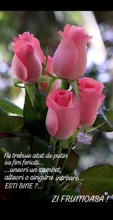 Rose Belle, Good Morning Flowers Quotes, Good Morning Roses, Beautiful Pink Roses, Rose Images, Flower Quotes, Beautiful Rose Flowers, Morning Flowers, Flowers Garden