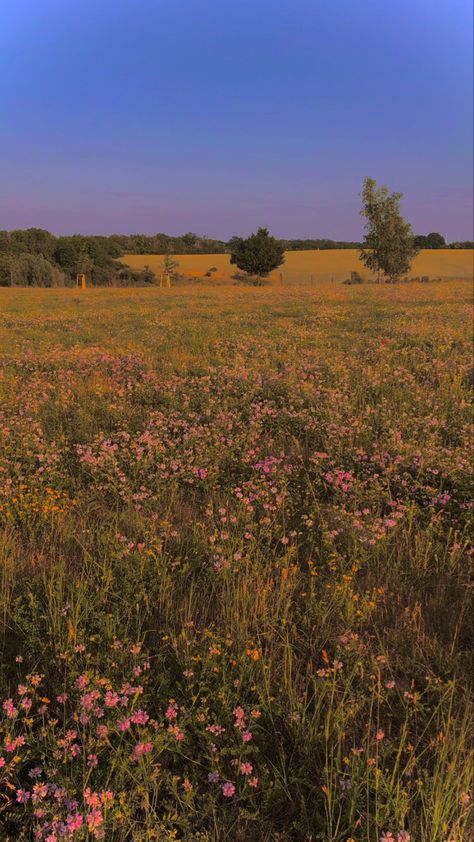 A field of flowers Flower Feild Pics Aesthetic, Pretty Flower Field, Flower Field Aesthetic, Fields Aesthetic, Beautiful Flower Field, Wild Flower Field, Garden Field, Prairie Flowers, Flowers Field