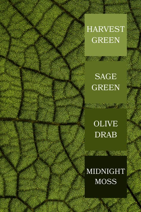 A close-up of a leaf's intricate texture, showcasing a vibrant green color palette with detailed vein patterns.
Here are the color code for the given colors:
#141902: Midnight Moss
#414f0c: Olive Drab
#5f6f21: Sage Green
#859641: Harvest Green Olive Green Color Palette, Color Scheme Generator, Aesthetic Landscapes, Olive Harvest, Green Color Palette, Green Color Schemes, Green Colour Palette, Room Renovation, Ipad Art