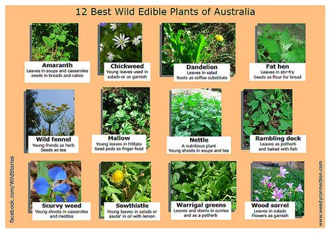 The Weedy Connection have posted a great image listing the most common edible weeds in Australia. (See the full size image.) Medicinal Weeds, Medicine Garden, Wild Food Foraging, Australian Native Garden, Edible Wild Plants, Best Edibles, Australian Plants, Australian Native Plants, Dry Creek