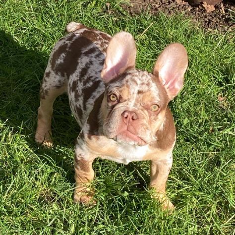 Chocolate Merle French Bulldog, Speckled French Bulldog, French Bulldog Merle, Merle Frenchie, Chocolate French Bulldog, French Bulldog Brown, Merle French Bulldog, Black French Bulldogs, Pocket Bully