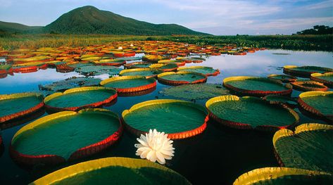 Rainforest Animals, Brazil Travel, Amazon Rainforest, Water Lily, Water Lilies, Places Around The World, Amazing Nature, Beautiful World, National Geographic