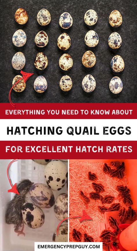 A collection of quail eggs arranged in rows, alongside images of a newly hatched chick and several chicks in a brooder, providing essential information on hatching quail eggs for excellent hatch rates. The Best Eggs, Best Eggs, Raising Goats, Animal Husbandry, Quail Eggs, Game Birds, Best Practices, Flocking, Rabbits