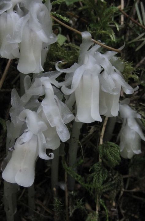 Ghost Flowers, Ghost Flower, White Flowers, I Love You, Ghost, Love You, I Love, Plants, Flowers