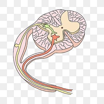 Nervous System Illustration, Reflex Arc, Medicine Clipart, Learning Illustration, Dna Cloning, Anatomy Stickers, Nervous System Anatomy, Blue Logo Design, J Words