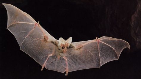 Beautiful "ghost-like" appearance: a ghost bat in flight.. Scary Names, Bat Photos, Bat Species, Bat Flying, Ghost Bat, Vampire Bat, The Ghost, Small Birds, Dracula