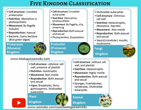 IGCSE Biology Notes on Five Kingdom Characteristics ~ Biology Exams 4 U Kingdom Protista Notes, Kingdom Plantae Notes, Protista Kingdom, Five Kingdom Classification, Classification Of Organisms, 12th Biology Notes, Kingdom Classification, Biological Classification, Class 11 Notes