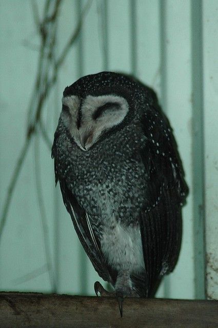 Sketch Training, Sooty Owl, Cute Australian Animals, Aaron Smith, Owl Photography, Funny Owls, Owl Photos, Outback Australia, Animals Pictures