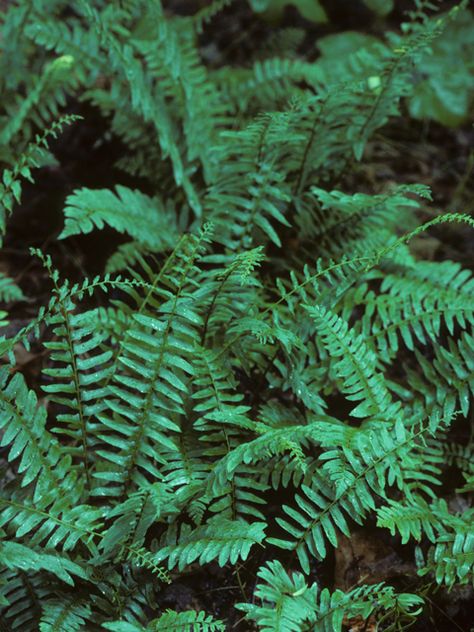 Polystichum acrostichoides (Christmas fern) | NPIN Polystichum Acrostichoides, Christmas Fern, Green Patio, Ferns Garden, Lady Bird Johnson Wildflower Center, Seed Collection, Texas Gardening, Hydrangea Garden, University Of Texas At Austin