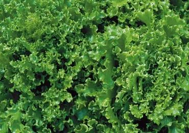 Tango Organic Looseleaf Lettuce - Fedco Seeds Seed Names, Year Round Gardening, Growing Cabbage, Fruit And Vegetable Garden, Kitchen Garden Ideas, Seed Tape, Save Seeds, Garden Gadgets, Leaf Lettuce