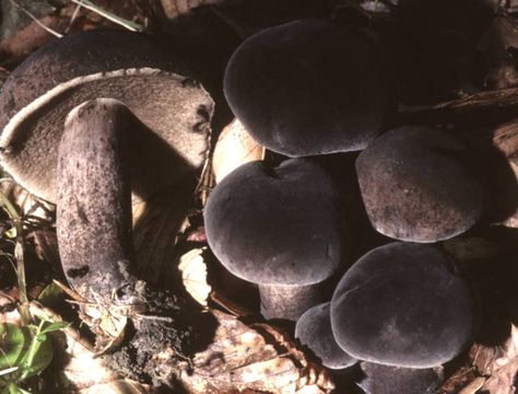 Black Velvet Bolete - Tylopilus alboater Mushroom Stuff, Witches House, Mushroom Pictures, Mushroom Head, Edible Mushrooms, Dark Mori, Forbidden Fruit, Through The Window, A Song