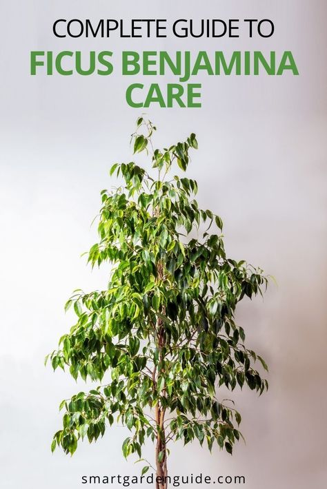 Benjamin Ficus Tree, Weeping Fig Plant, Weeping Fig Tree Indoor Care, Ficus Benjamina Care, Ficus Plant Care, Ficus Tree Indoor Care, Ficus Benjamina Variegata, Weeping Fig Tree Indoor, Ficus Benjamina Indoor