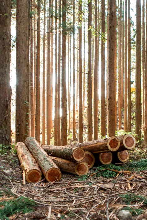 An early afternoon image of several stacked sugi logs in Nakamoto Forestry's timberland in Hiroshima, Japan. In the background, there are standing sugi trees with sunlight coming through between them. Nakamoto Family, Ed Wood, Sustainable Beauty, Shou Sugi Ban, Wood Siding, The Forest, 100 Years, Investment, Sustainability