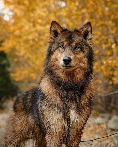 Wolfdog Hybrid, Wolf Poses, Baby Wolves, Best Guard Dogs, Wolf Hybrid, African Wild Dog, Wolf Photos, Pretty Dogs, Kittens And Puppies