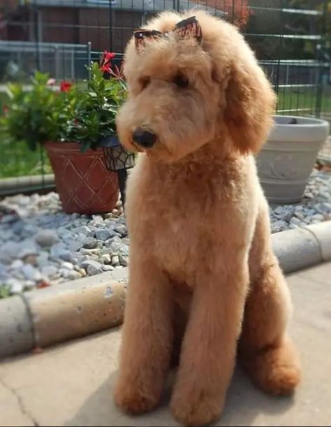 20+ Best Goldendoodle Haircut Pictures - The Paws Schnoodle Haircuts, Sheepadoodle Haircuts, Yorkiepoo Haircuts, Goldendoodle Tips, Labradoodle Haircut Style, Labradoodle Haircut, Teddy Bear Goldendoodle, Doodle Cuts, Labradoodle Grooming