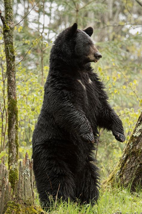 Black Bear Photography, Black Bear Hunting, Black Bears Art, Bear Photography, Kodiak Bear, American Black Bear, North American Animals, Bear Hunting, Bear Paintings