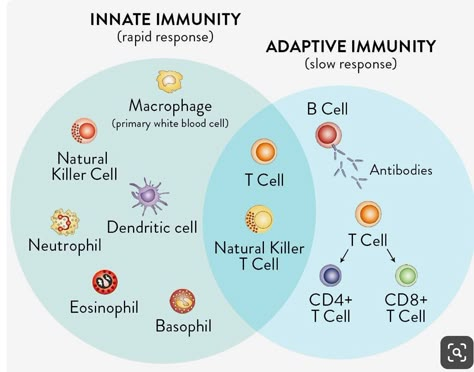 Adaptive Immunity, Adaptive Immune System, Medical Laboratory Science, Nursing School Survival, Nursing School Studying, Nursing School Tips, Nursing School Notes, Medical School Studying, Human Anatomy And Physiology